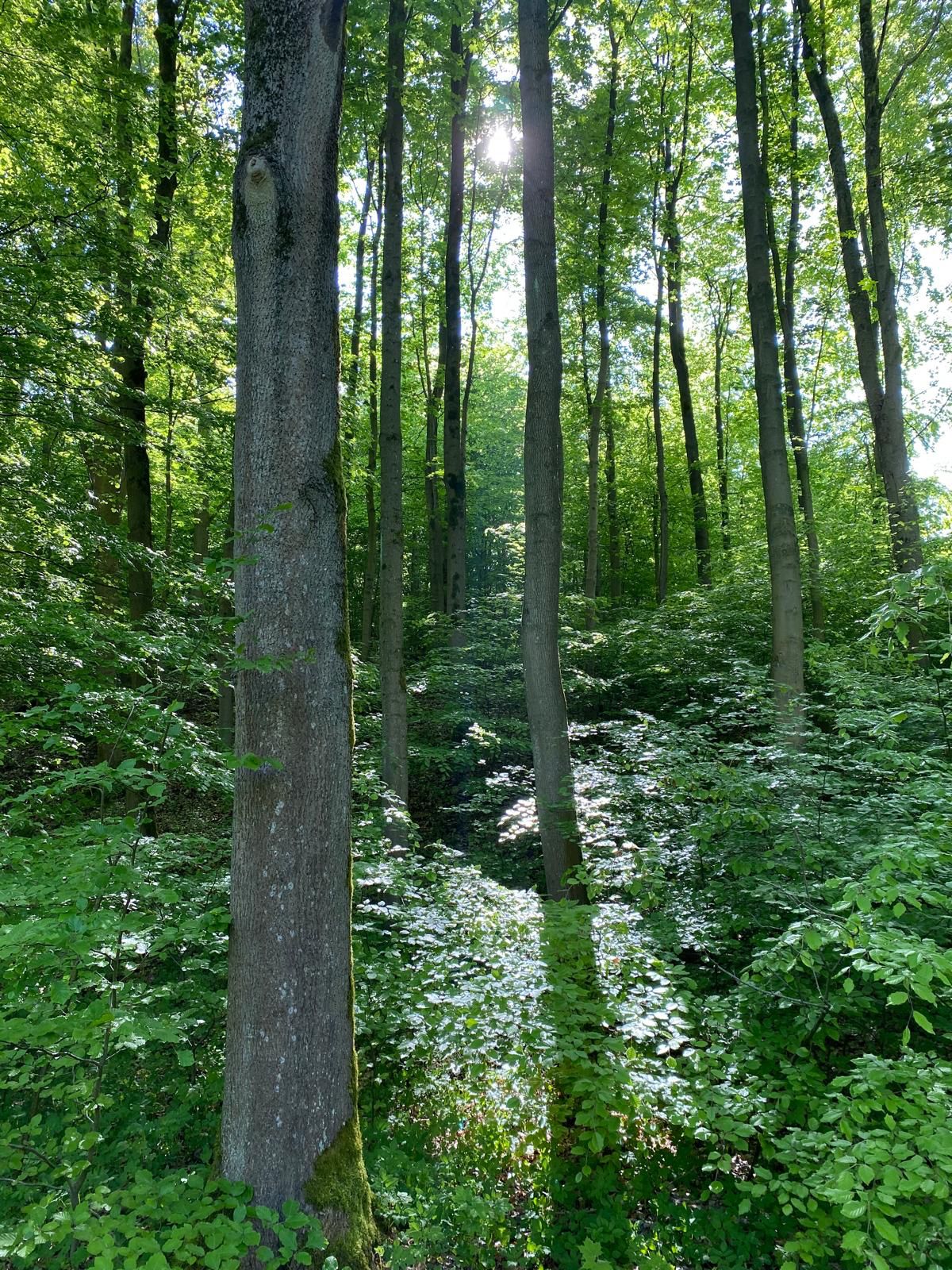 Ein FrÃ¼hlingsbild mit vielen BÃ¤umen und wie die Sonne durch den Wald scheint.