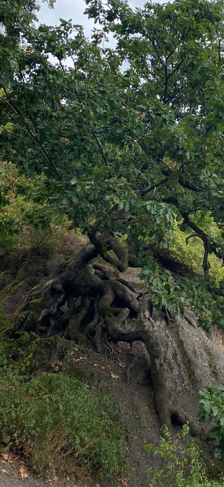 Ein Baum mit vielen WÃ¼rzeln