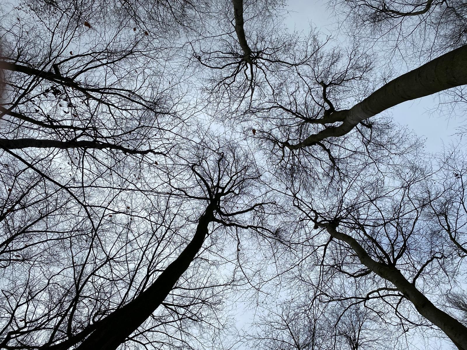Ein Bild vom Wald im Herbst zu sehen sind die Baumspitzen, die BÃ¤ume haben noch keine BlÃ¤tter.
