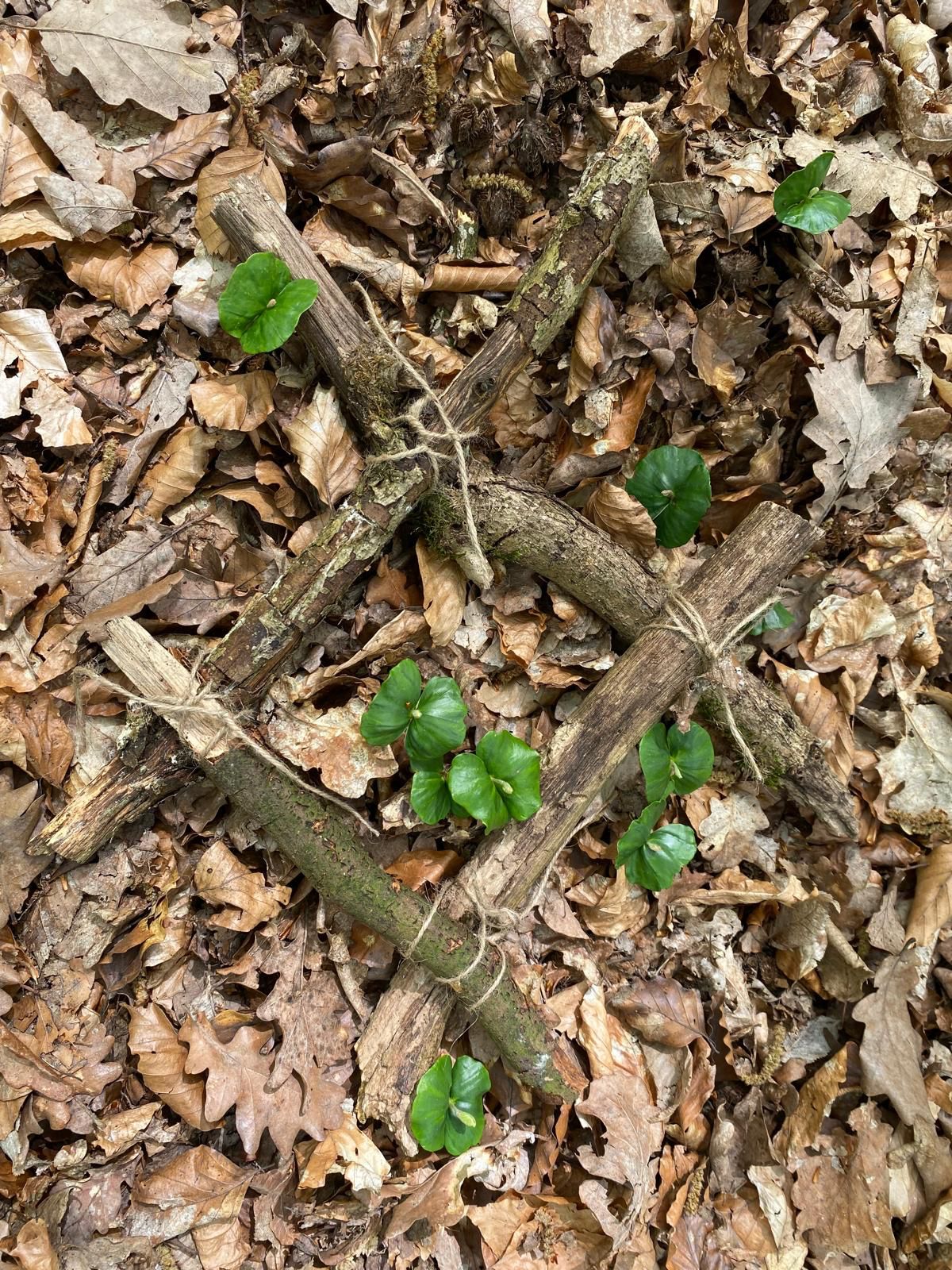 Ein Foto im Wald gemacht, um die ersten  Pflanzen wurde ein selbstgebastelte Holzrahmen gelegt.