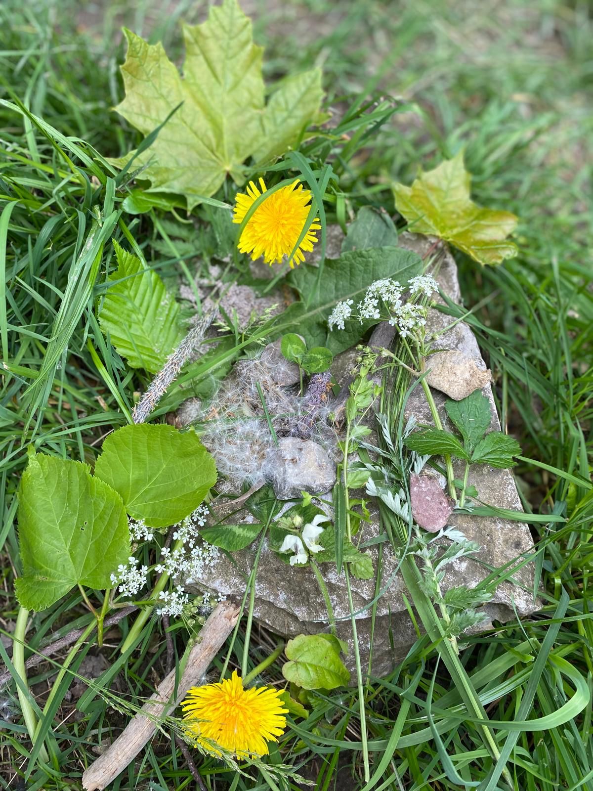 Aus gesammelt Naturmaterialien wie Blumen, BlÃ¤tter, Steineâ¦wurden kreative Bilder gelegt.