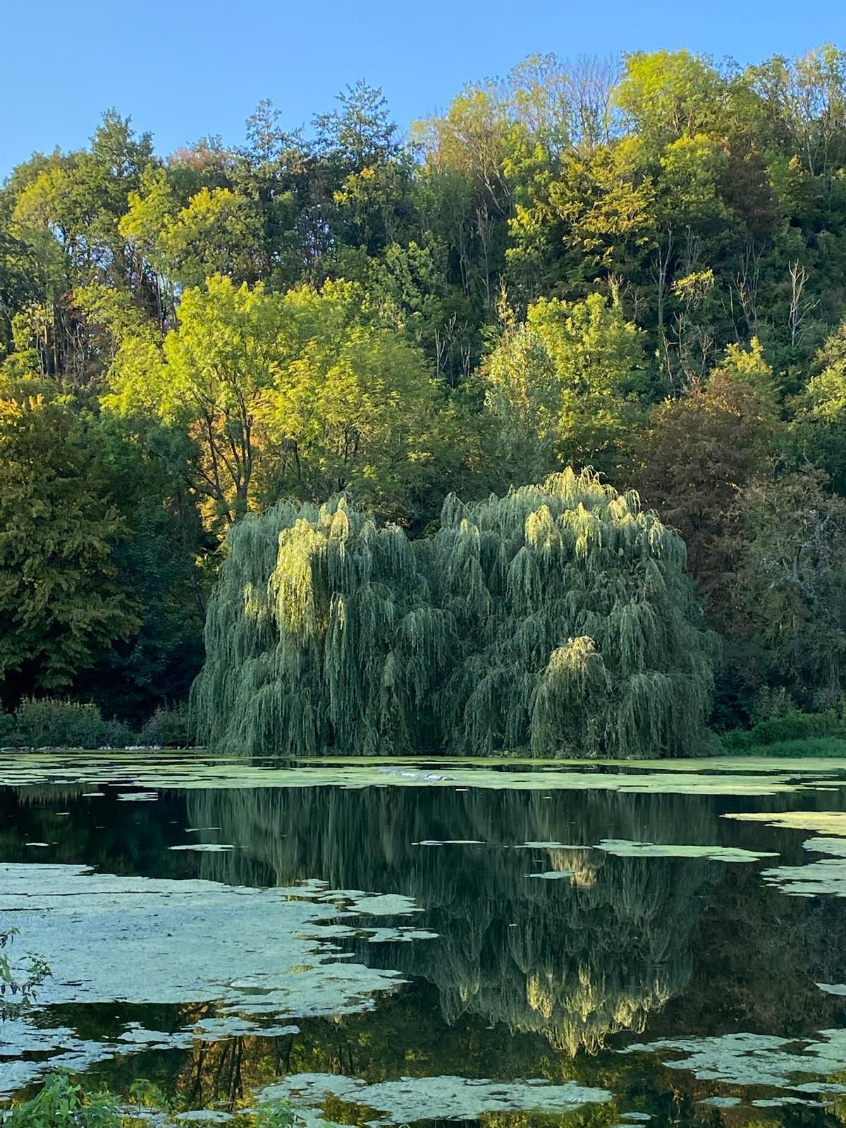 Ein Bild vom Teich mit blauen Himmel und BÃ¤ume im Hintergrund.